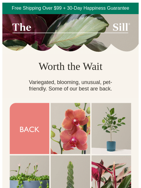 thesill newsletter: The waitlist is over