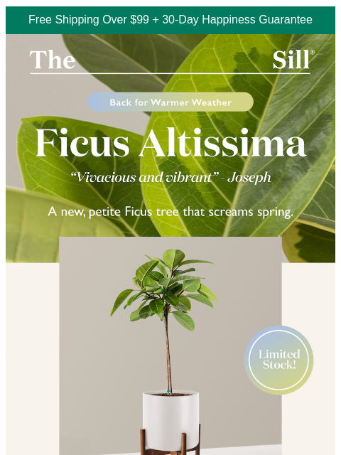 thesill newsletter: This one gets compliments