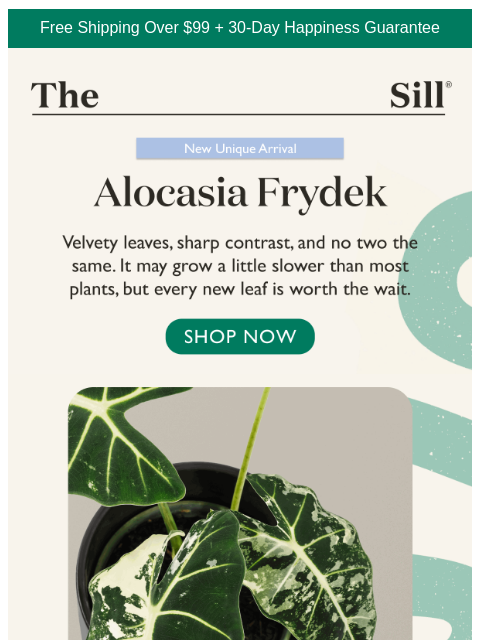 thesill newsletter: An unusual new arrival you don't want to miss