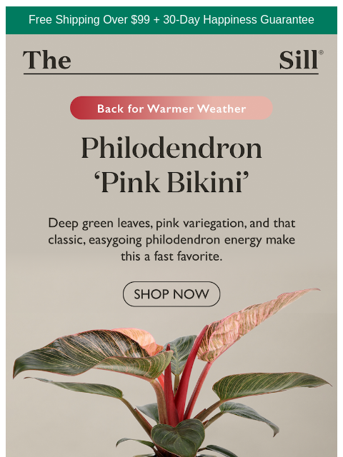 thesill newsletter: Bikini season came early