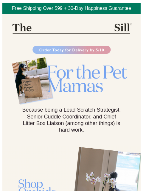 thesill newsletter: Top 5 Plants for Pet Mamas