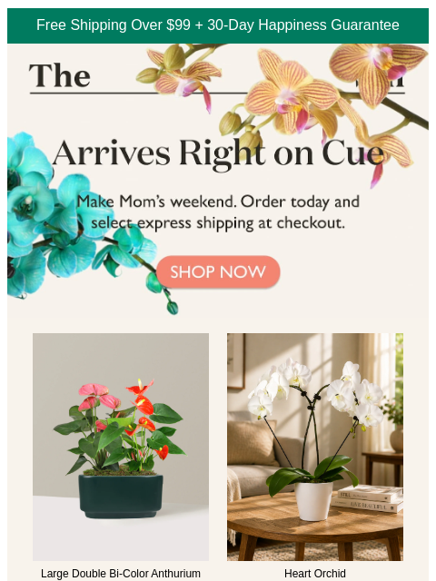 thesill newsletter: 🌟 Still time for Mother's Day delivery 🌟