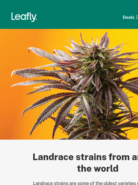 Plus, how landraces are changing weed tourism‌ ‌ ‌ ‌ ‌ ‌ ‌ ‌ ‌ ‌ ‌ ‌ ‌ ‌ ‌ ‌ ‌ ‌ ‌ ‌ ‌ ‌ ‌ ‌ ‌ ‌ ‌ ‌ ‌ ‌ ‌ ‌ ‌ ‌ ‌ ‌ ‌ ‌ ‌ ‌ ‌ ‌ ‌ ‌ ‌ ‌ ‌ ‌ ‌ ‌ ‌ ‌ ‌ ‌ ‌ ‌ ‌ ‌ ‌ ‌ ‌ ‌ ‌ ‌ ‌ ‌ ‌ ‌ ‌ ‌ ‌ ‌ ‌ ‌ ‌ ‌ ‌ ‌