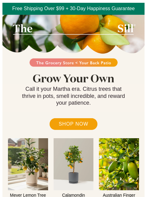 thesill newsletter: Grow your own – it's easier than you think!