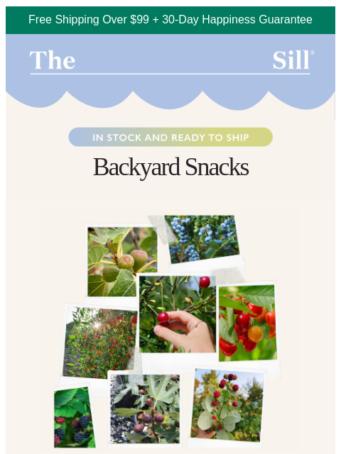 thesill newsletter: New hobby unlocked 🧺