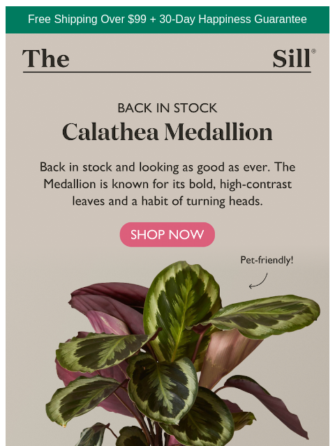 thesill newsletter: Worth the wait