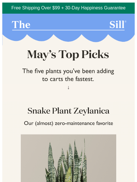 thesill newsletter: Meet this month's standouts !