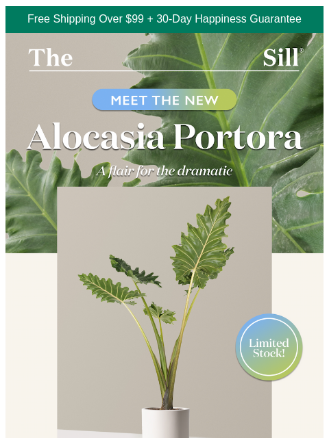 thesill newsletter: Not exactly subtle...