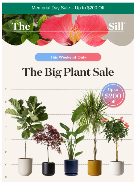 thesill newsletter: Big plants. Tiny self-control.