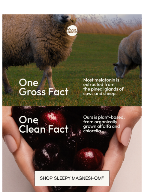 moonjuice newsletter: sheep brains in your sleep gummy