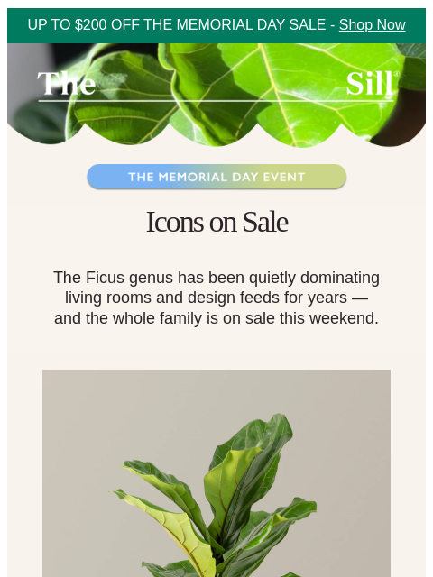 thesill newsletter: Here's your chance