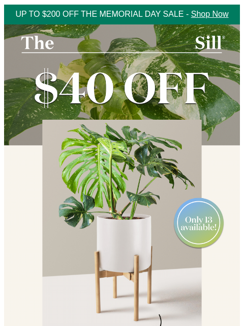 thesill newsletter: ✨ Guaranteed Variegation - $40 Off ✨