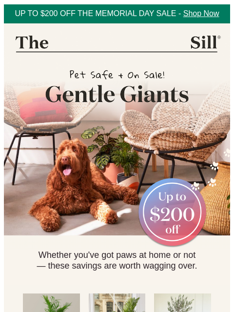 thesill newsletter: Up to $200 off AND pet-friendly 🐶🐱