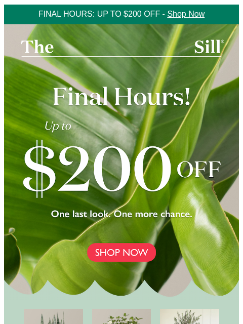 thesill newsletter: $200 Off Our Tallest Plants Ends Tomorrow