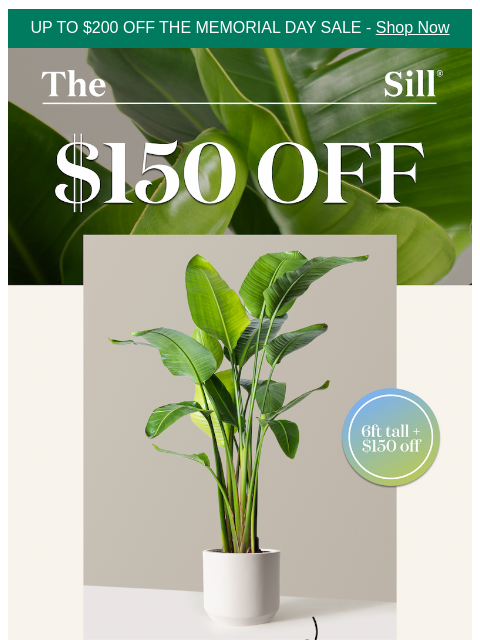thesill newsletter: Over 6ft tall and up to $200 off