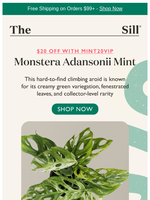 thesill newsletter: New & Very Limited: Adansonii Mint