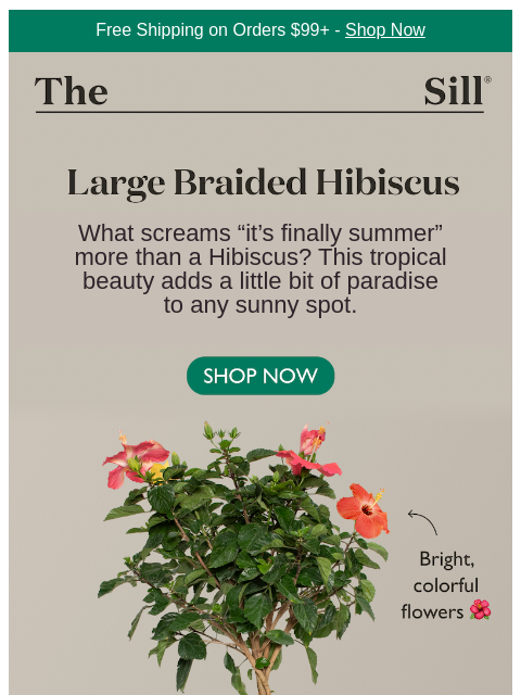 thesill newsletter: The "It" Plant of Summer