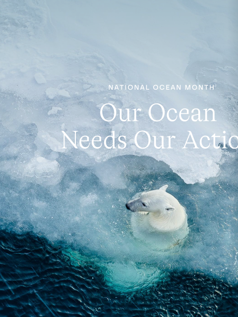 sorel newsletter: National Ocean Month