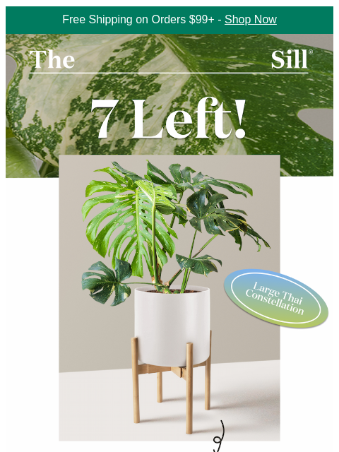 thesill newsletter: Your chance for a Large Thai Constellation 💫