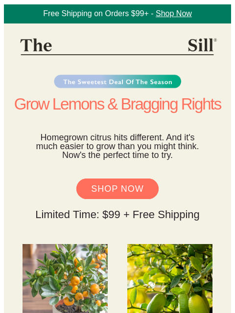 thesill newsletter: Lemon Trees only $99 + free shipping
