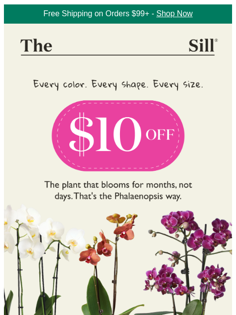 thesill newsletter: 👋, do you have an orchid?