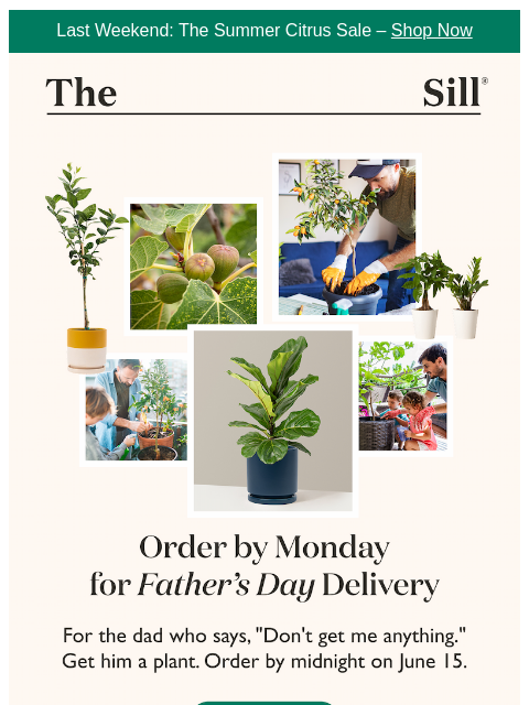thesill newsletter: Need a gift by next weekend?