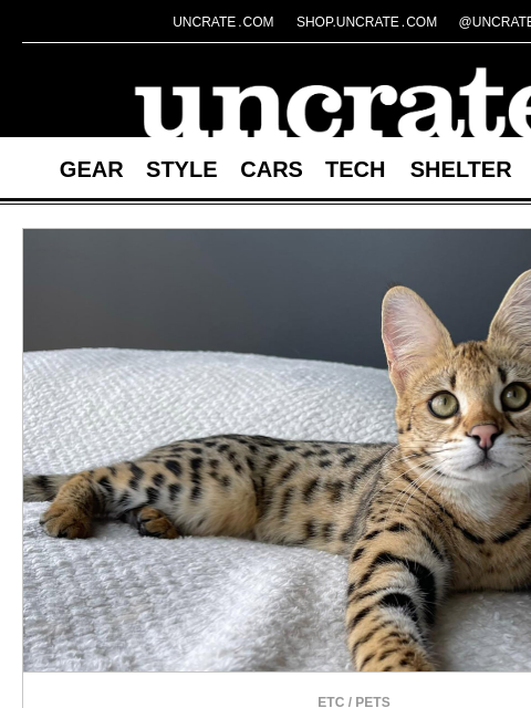 uncrate newsletter: Savannah F1 Kittens & more