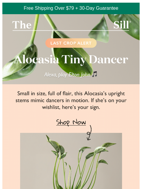thesill newsletter: Tiny Dancer, Big Moment
