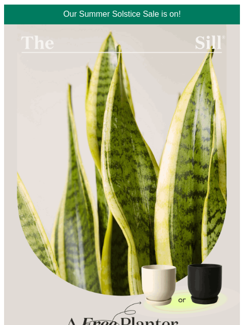 thesill newsletter: Get our favorite planter for FREE!