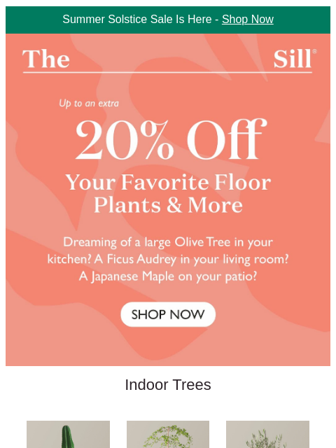 thesill newsletter: That large plant you've been 👀-ing?