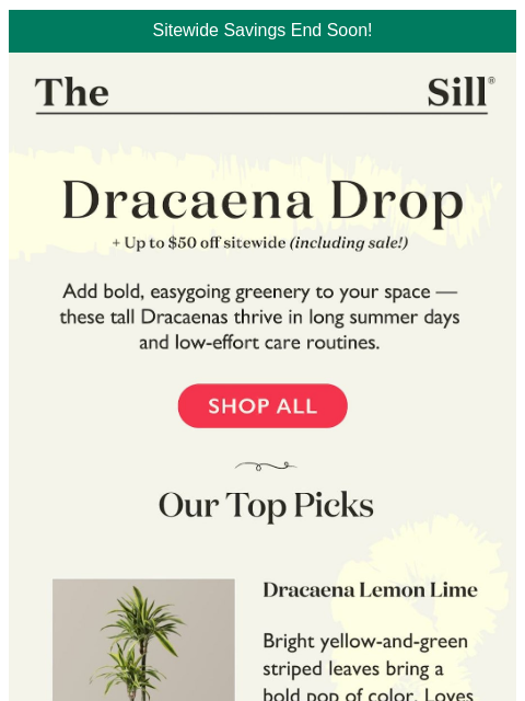 thesill newsletter: The Large “It” Plant of Summer ☀️