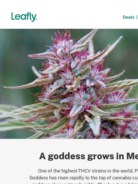 leafly newsletter: The divine Pink Boost Goddess 🩷