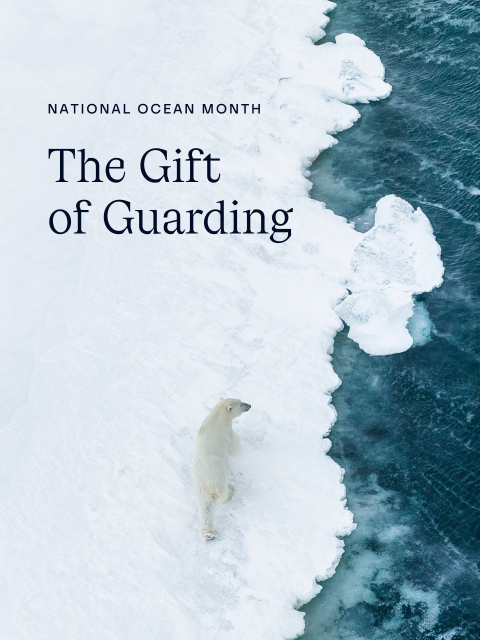 sorel newsletter: Celebrate by Saving the Seas