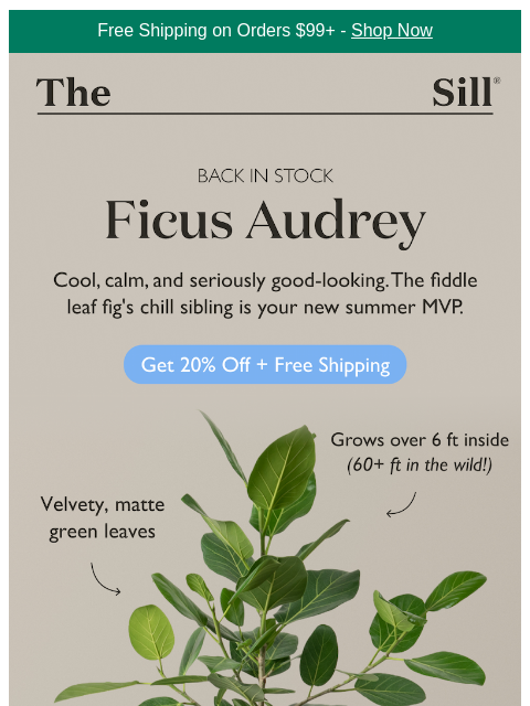 thesill newsletter: One favorite. Four sizes.
