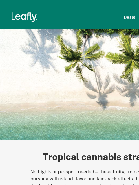 leafly newsletter: 🍍 Tropical strains that feel like a beach day