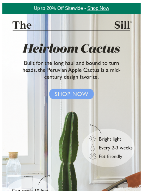 thesill newsletter: It's $65 off and ships free