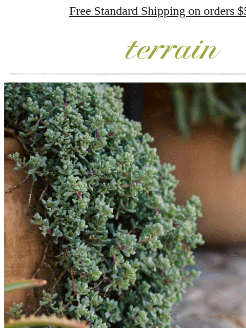 shopterrain newsletter: CITRONELLA for bug-free parties
