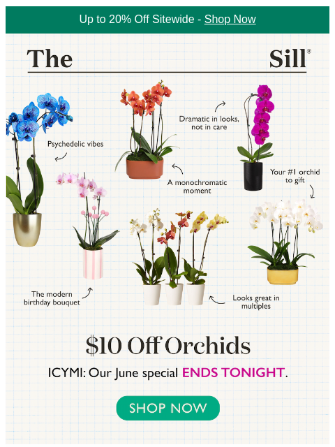 thesill newsletter: LAST CHANCEEE