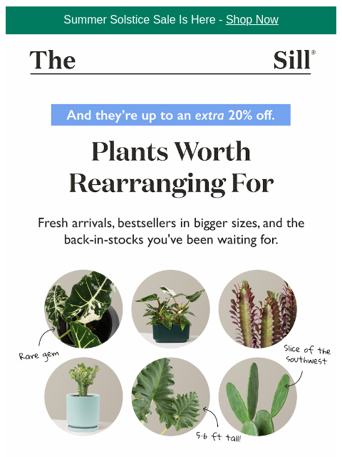 thesill newsletter: NEW ARRIVALS 🌱