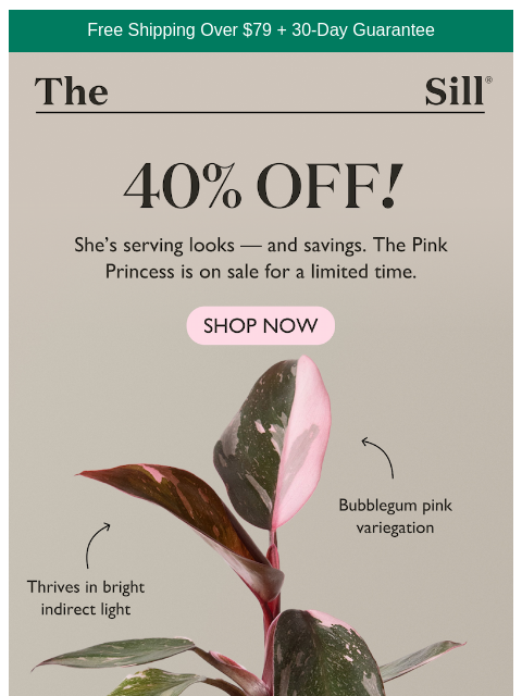 thesill newsletter: A community favorite is finally on sale