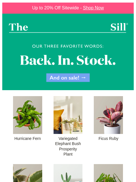 thesill newsletter: Restocked today AND on sale!
