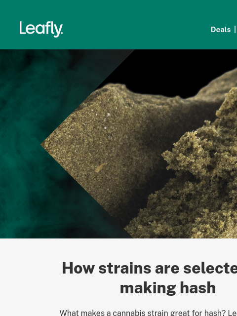 leafly newsletter: 🎥 Watch: The best strains for making hash