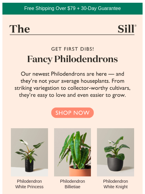 thesill newsletter: New Philodendrons Just Dropped 💫