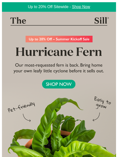 thesill newsletter: The cyclone returns 🌀🌀🌀