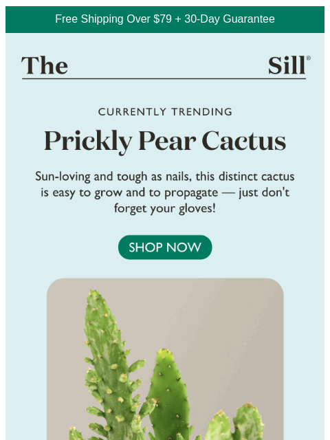 thesill newsletter: This cactus propagates like a pro
