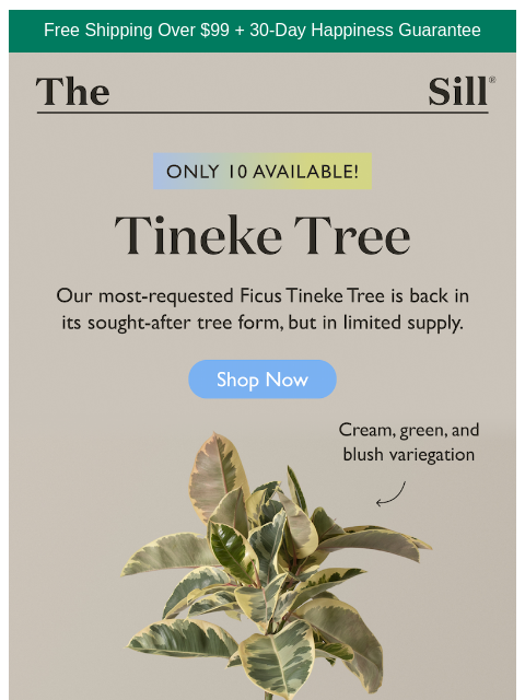 thesill newsletter: The Wait Is Over ⭐