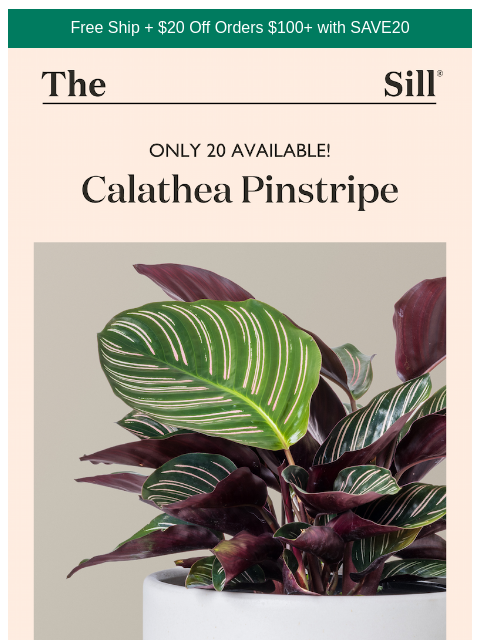 thesill newsletter: Only 20 available!