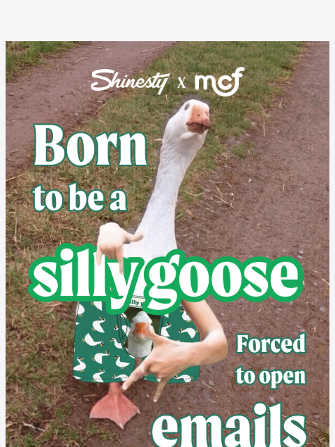 shinesty newsletter: NEW: Middle Class Fancy x Shinesty