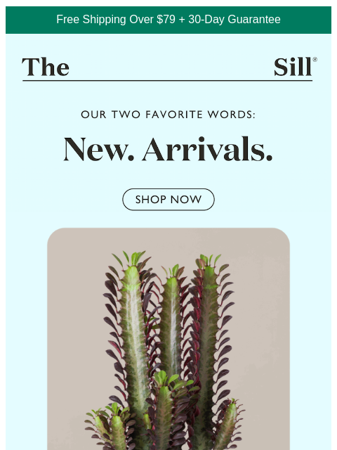 thesill newsletter: NEW NEW NEW