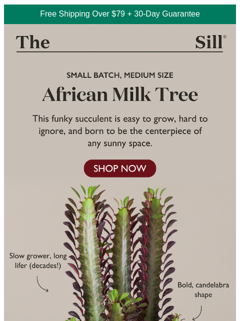 thesill newsletter: It’s baaack — and in a new size!